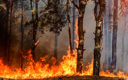 Incendios forestales y seguro de viaje